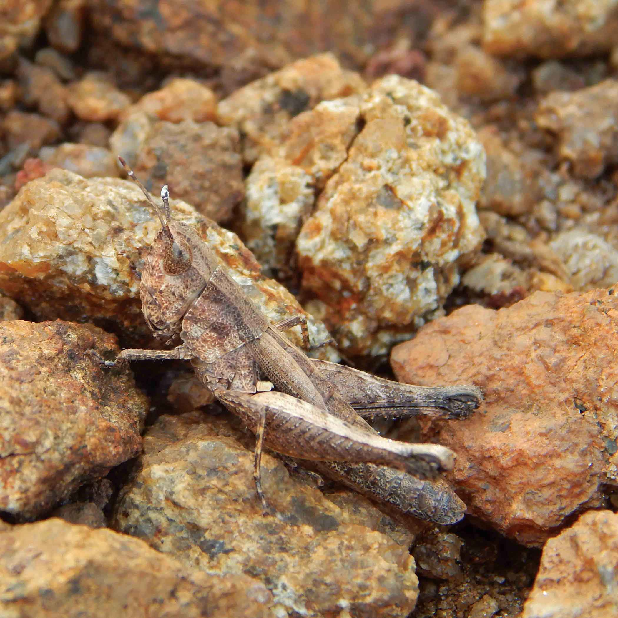 Short-horned Grasshopper